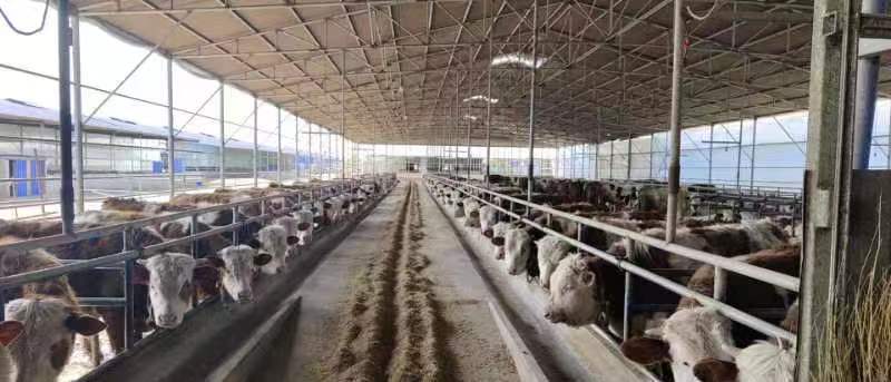 種植棚,養(yǎng)殖棚